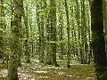 SIMBRUINI